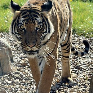 Sahaja - Malaysian Tiger (2016)