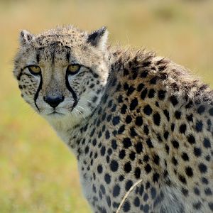 Cheetah (2016)