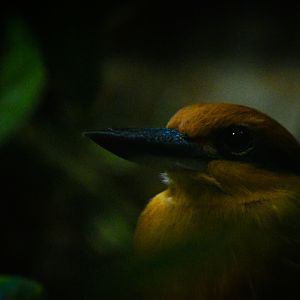 Guam Kingfisher- Birdhouse