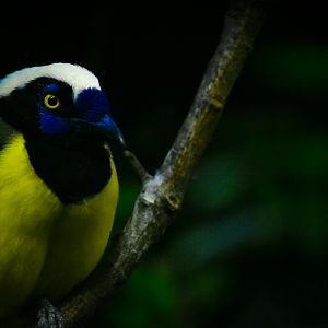 Green Jay- Bird House