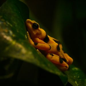 Panamanian Golden Frog- Reptile House