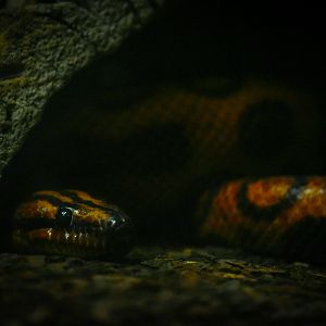 Rainbow Boa- Reptile House