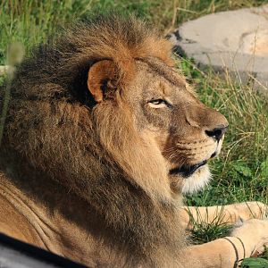 Detroit Zoo - African Lion - August, 2016