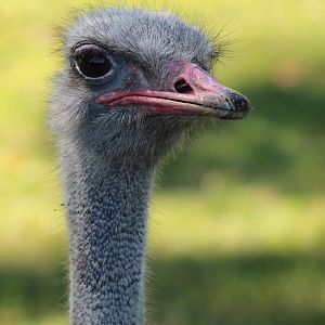 Detroit Zoo - Ostrich - August, 2016