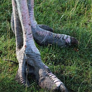 Detroit Zoo - Ostrich feet - August, 2016