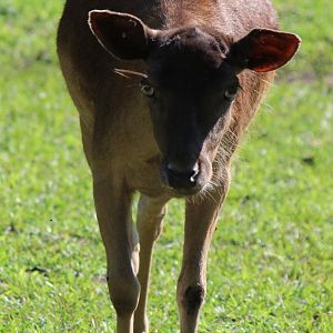 Detroit Zoo - August, 2016 (I did not take note of what this was)