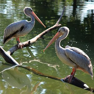 Detroit Zoo - Pink-backed Pelicans - August, 2016