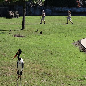 Detroit Zoo - African Grassland - August, 2016