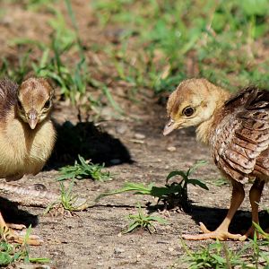 Detroit Zoo - Peacock chicks - August, 2016