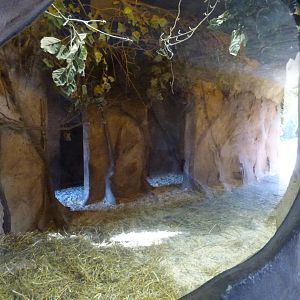 Indoor Red River Hog Enclosure