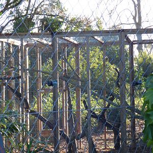 Outdoor Binturong Pen
