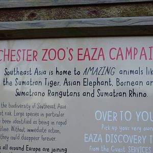 Whats a Sumatrano Rangutan?