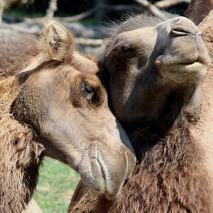 Detroit Zoo - Bactrian Camels - August, 2016
