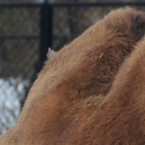Detroit Zoo - Bactrian Camels - December, 2016