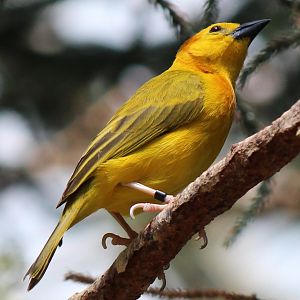 Detroit Zoo - Taveta Golden Weaver - August, 2016