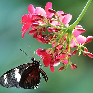 Detroit Zoo - Butterfly House - August, 2016
