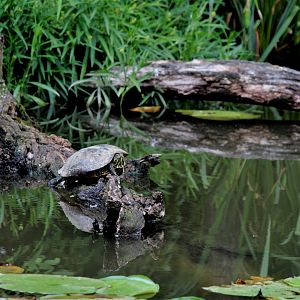 Detroit Zoo - Turtle / seen from the Boardwalk - August, 2016