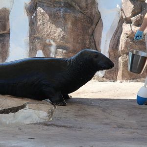 Detroit Zoo - Seal / Arctic Ring of Life - August, 2016