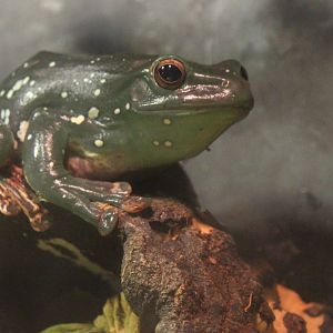 Detroit Zoo - August, 2016