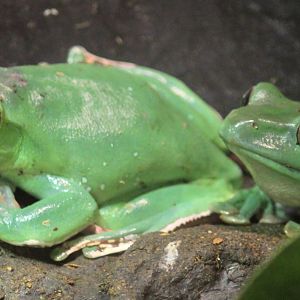 Detroit Zoo - Mexican Giant Tree Frogs - August, 2016
