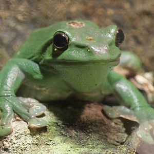 Detroit Zoo - Mexican Giant Tree Frog - August, 2016