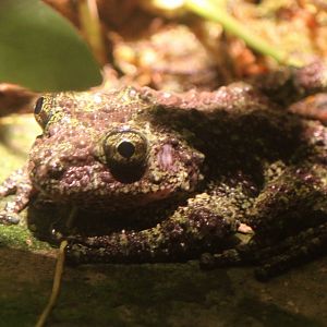 Detroit Zoo - Wyoming Toad - August, 2016