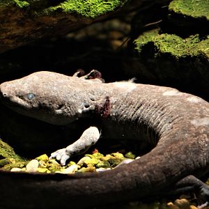 Detroit Zoo - August, 2016