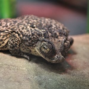 Detroit Zoo - Puerto Rican Crested Toad - August, 2016
