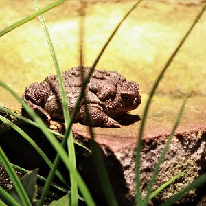 Detroit Zoo - Wyoming Toad - August, 2016