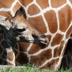 Detroit Zoo - Reticulated Giraffe (baby Zawadi) - August, 2016