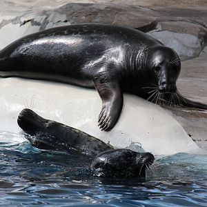 Detroit Zoo - Seals / Arctic Ring of Life - August, 2016