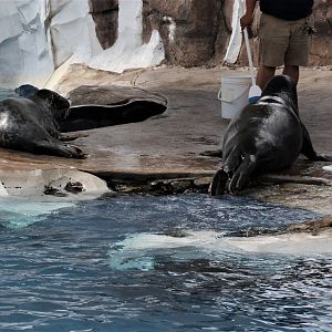 Detroit Zoo - Seals / Arctic Ring of Life - August, 2016