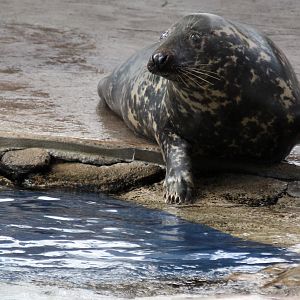 Detroit Zoo - Seal / Arctic Ring of Life - August, 2016