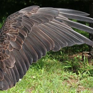 Detroit Zoo - Bald Eagle wing - August, 2016