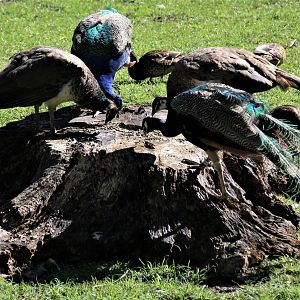Detroit Zoo - Peacocks / African Grassland - August, 2016