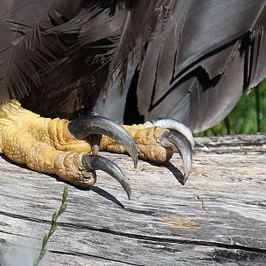 Detroit Zoo - Bald Eagle talons - August, 2016