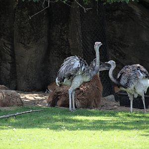 Detroit Zoo - American Grasslands - Guanacos/Greater Rheas - August, 2016