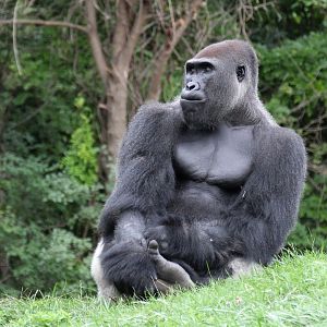 Detroit Zoo - Western Lowland Gorilla - August, 2016