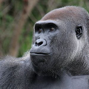 Detroit Zoo - Western Lowland Gorilla - August, 2016