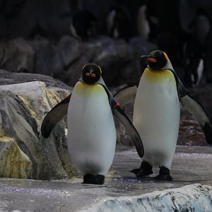 Detroit Zoo - Polk Penguin Conservation Center - September, 2016