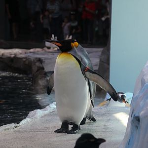 Detroit Zoo - Polk Penguin Conservation Center - September, 2016