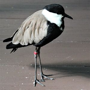 Detroit Zoo - Spur-winged Lapwing / Aviary - September, 2016