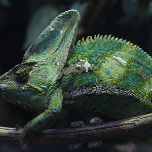 Detroit Zoo - Veiled Chameleon - September, 2016