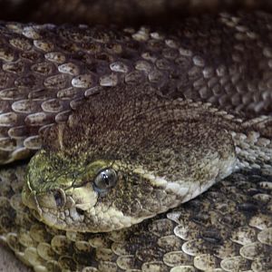 Detroit Zoo - Mexican Lance-headed Rattlesnake, I think - September, 2016