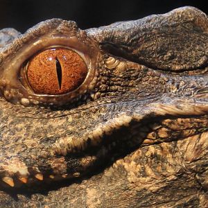 Detroit Zoo - Dwarf Caiman- September, 2016