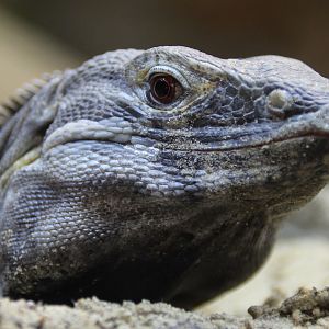 Detroit Zoo - Sonoran Black Iguana - September, 2016