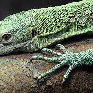 Detroit Zoo - Emerald Monitor - September, 2016