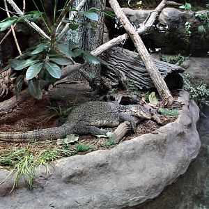 Detroit Zoo - Water Monitor - September, 2016