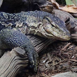 Detroit Zoo - Water Monitor - September, 2016