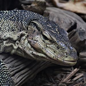 Detroit Zoo - Water Monitor - September, 2016